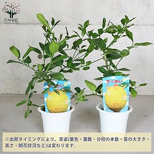 （ゆずページ）ジャンボレモン苗木 果樹 大株 ゆずページ）ジャンボレモン苗木 果樹 大株 国華園オンライン