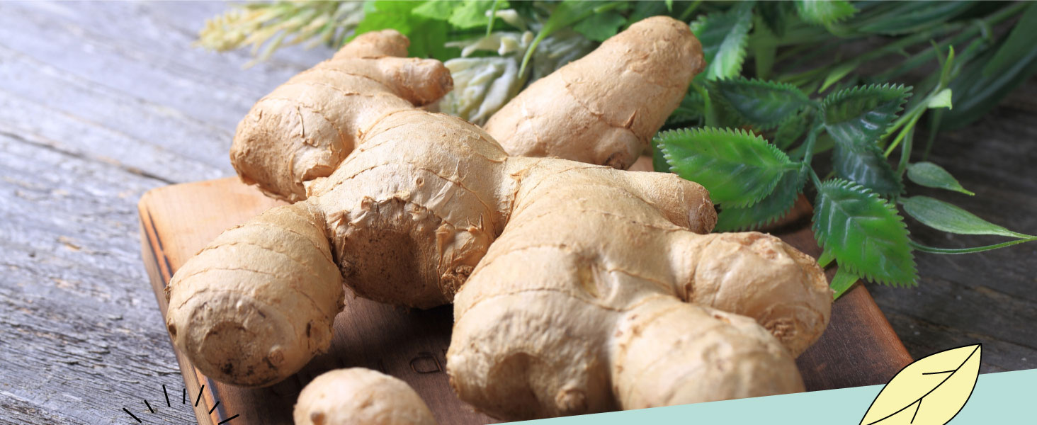 Racines de gingembre fraîches disposées sur une surface en bois avec des feuilles vertes visibles dans le cadre.
