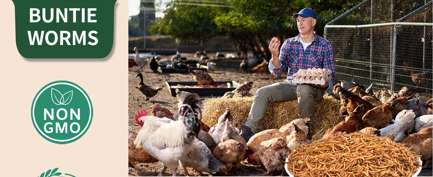 meal worms for wild birds