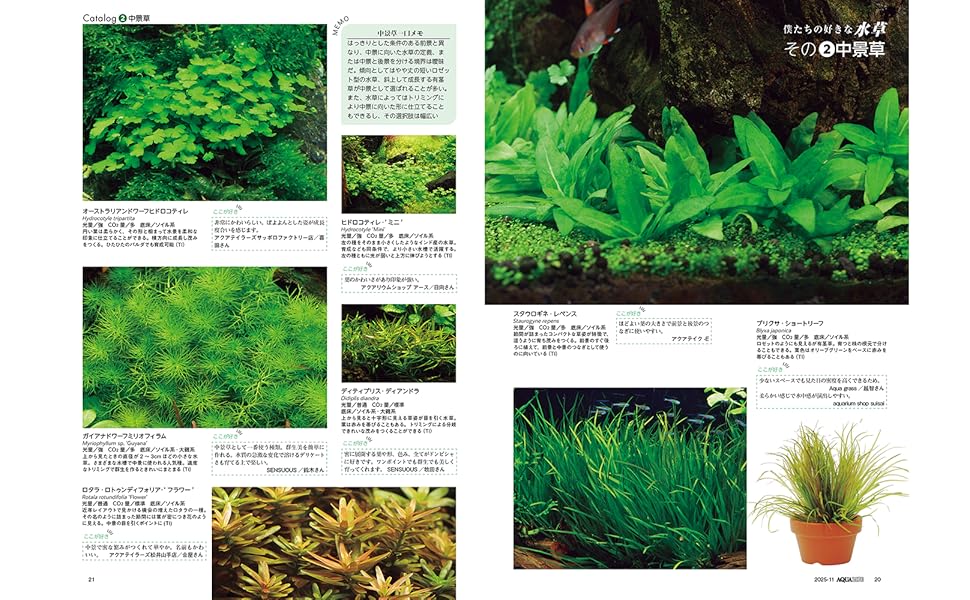 僕たちの好きな水草_2
