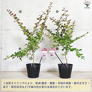 Amazon.co.jp: 矮性サルスベリの苗木 品種：With Love・チェリー