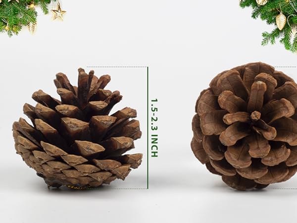 Natural PineCones