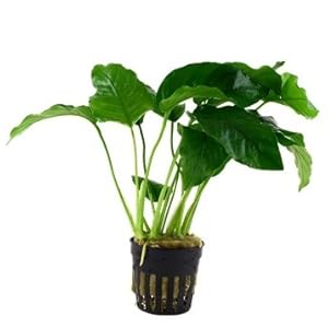 Hygrophila corymbosa 'Siamensis 53B'