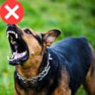 dog teething toy dog chew toy aggressive chewer interactive dog toy dog chew puppy toy small dog dog