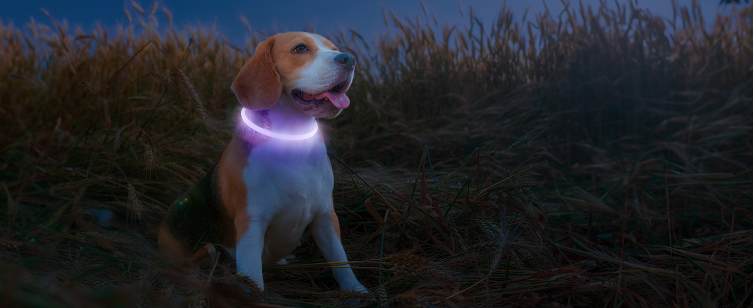 Beagle trägt in der Abenddämmerung ein beleuchtetes lila LED-Halsband und steht im hohen Gras vor dem sich verdunkelnden Himmel