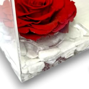 piantine finte decorative con vasetto rosa stabilizzata vera in vetro fiori stabilizzati rose finte