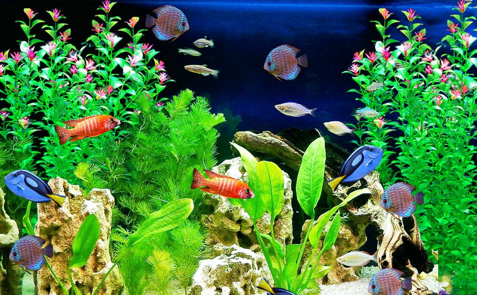 aqaurium plant