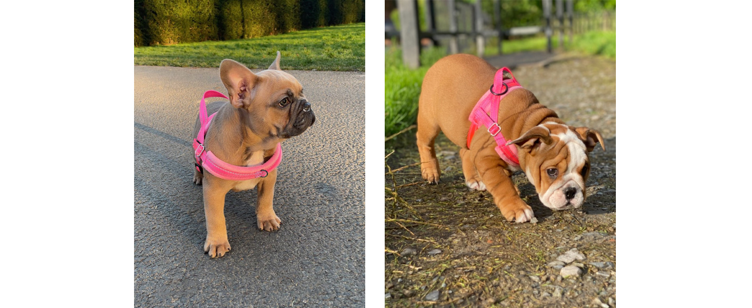 Walking Dog Harness and Leash Set