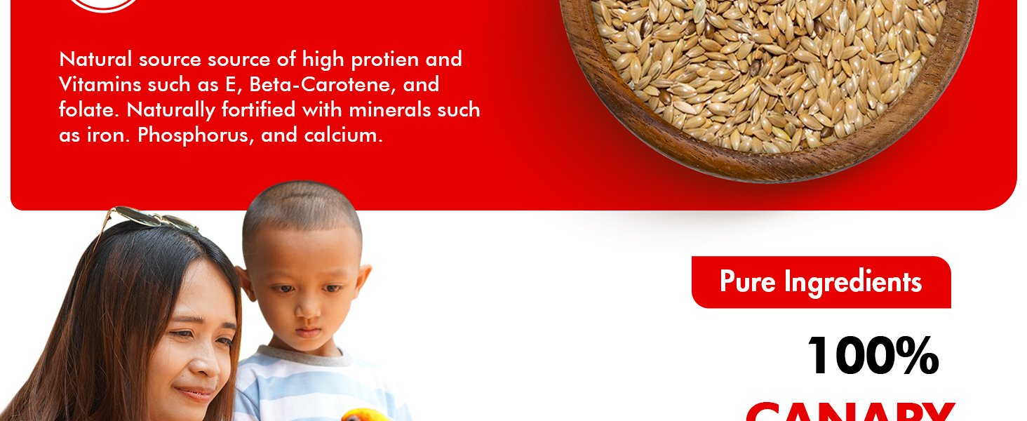 Canary seed for birds