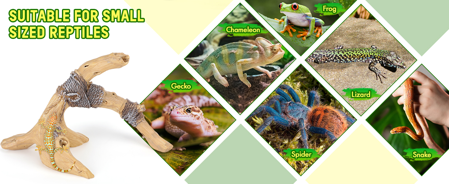 Suitable for Small Sized Reptiles