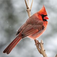 Schoen Farms Safflower Seed