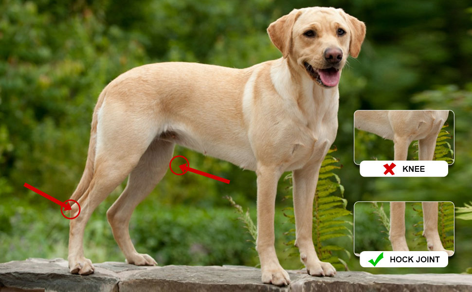 Dog Leg Braces, Dog Knee Brace for Back or Front Leg Hock Support with Safety Reflective Straps