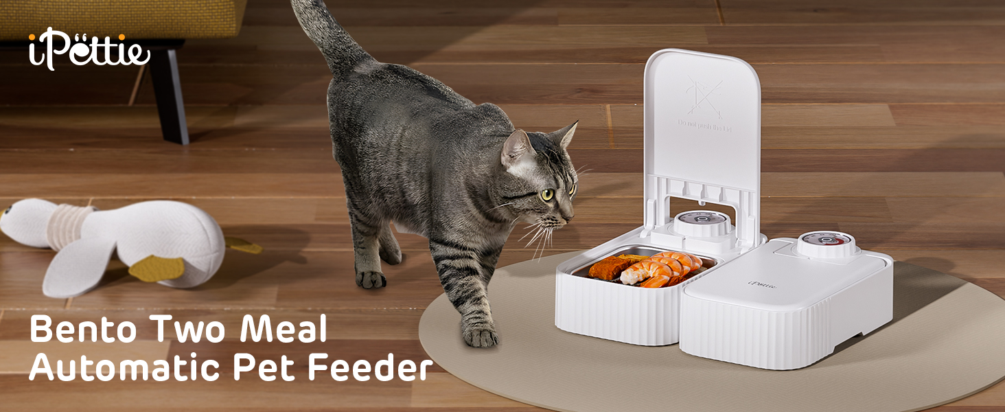 wet cat food feeder