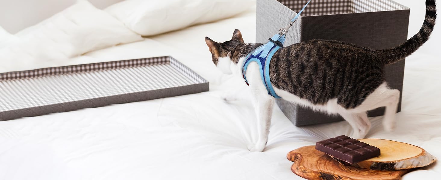 cat harness