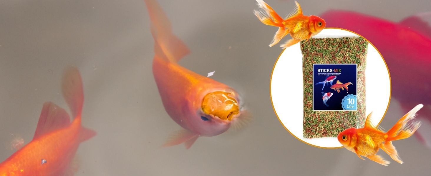 Orangefarbener Goldfisch schwimmt um einen kreisförmigen Einschub, der eine Packung Fischfutter zeigt. Auf der Verpackung ist ein Goldfisch auf blauem Hintergrund abgebildet.