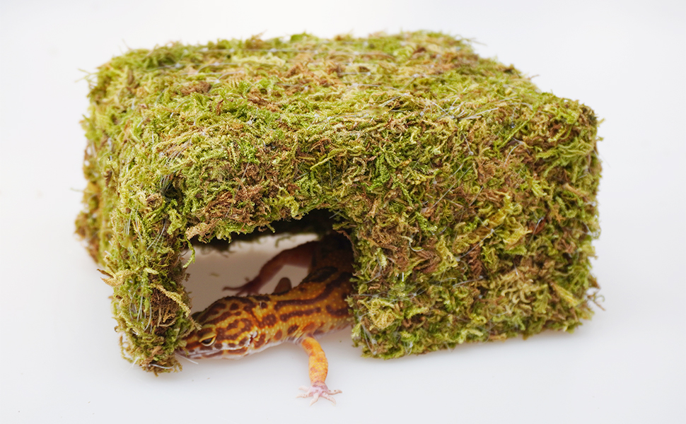 leopard gecko cute reptile hideout cave