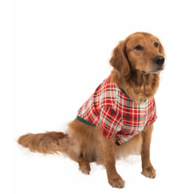 dog in christmas pjs