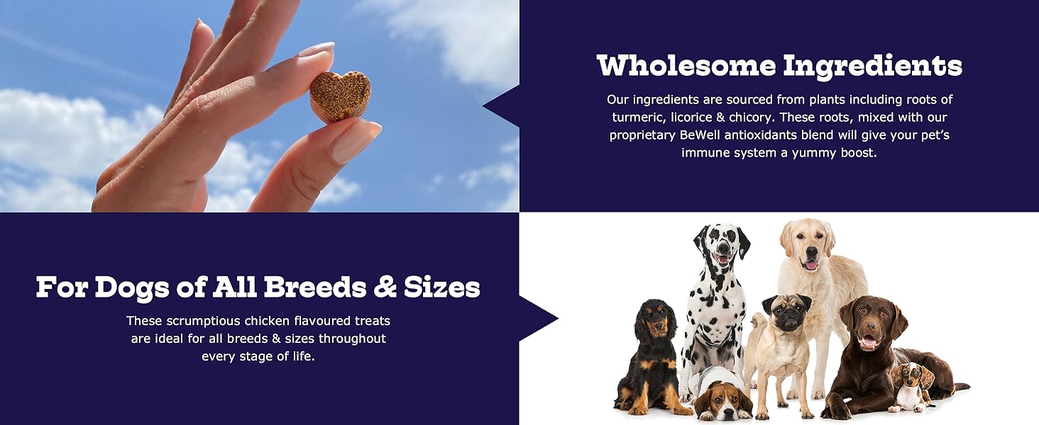 Amazon.com : Moe’s Allergy and Immune Support for Dogs- Supports Anti - Best Allergy And Immune Support For Dogs