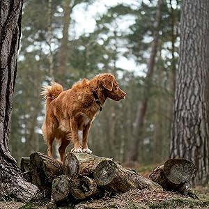 Nova Scotia Duck Trolling Retriever in the woods