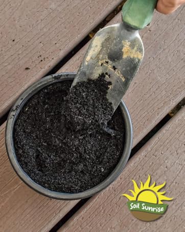 biochar horticultural charcoal soil sunrise