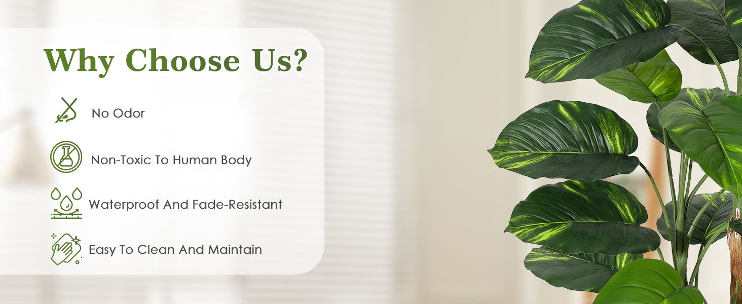 Scindapsus Aureus Tree