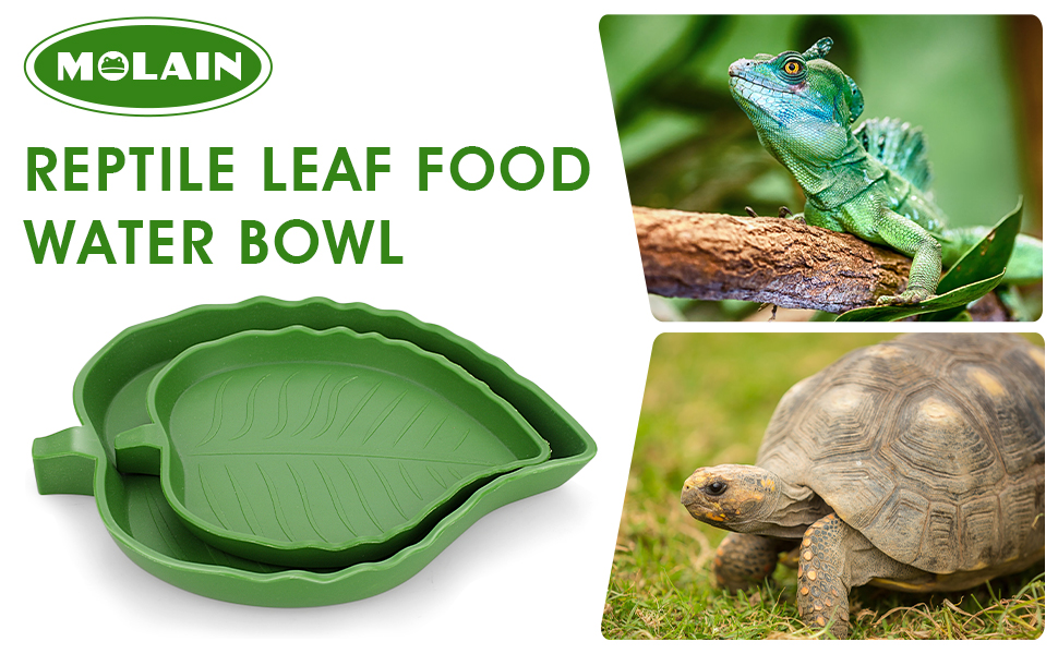 Cuenco de agua para alimentos y hojas de reptiles