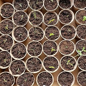 Peat Pots for Seedlings