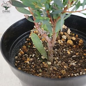 Amazon.co.jp: リューカデンドロン・シックスティーンキャンドル