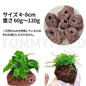 Amazon | TOMMYFIELD 水草 おもり 溶岩石 水槽 アクアリウム