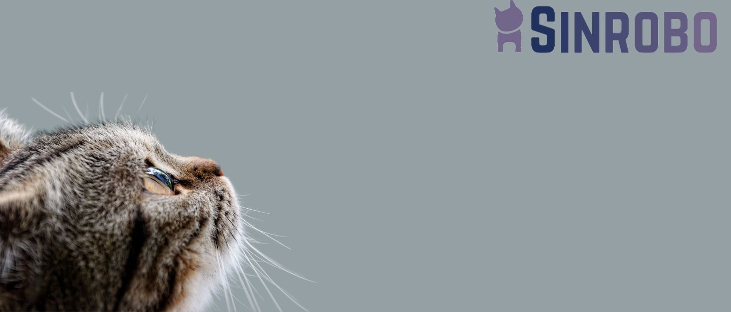 Catnip Ball for Cats Wall