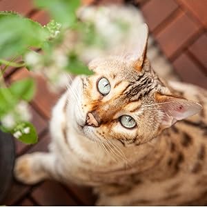 A Bengal cat sitting next to a catnip plant, looking right into the camera