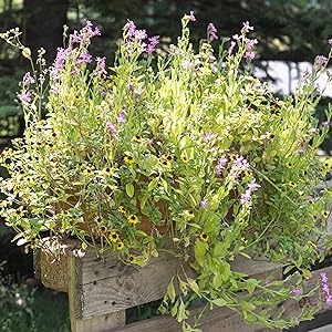 die OwnGrown Hängende Gärten Balkonblumen Samenmischung