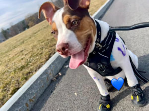 dog shoes for hard floor