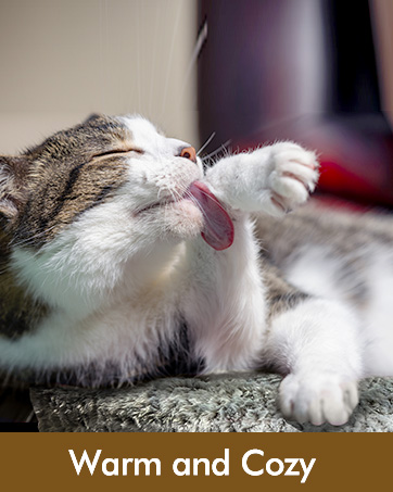 self heating warming cat bed mat cat bed for indoor cats