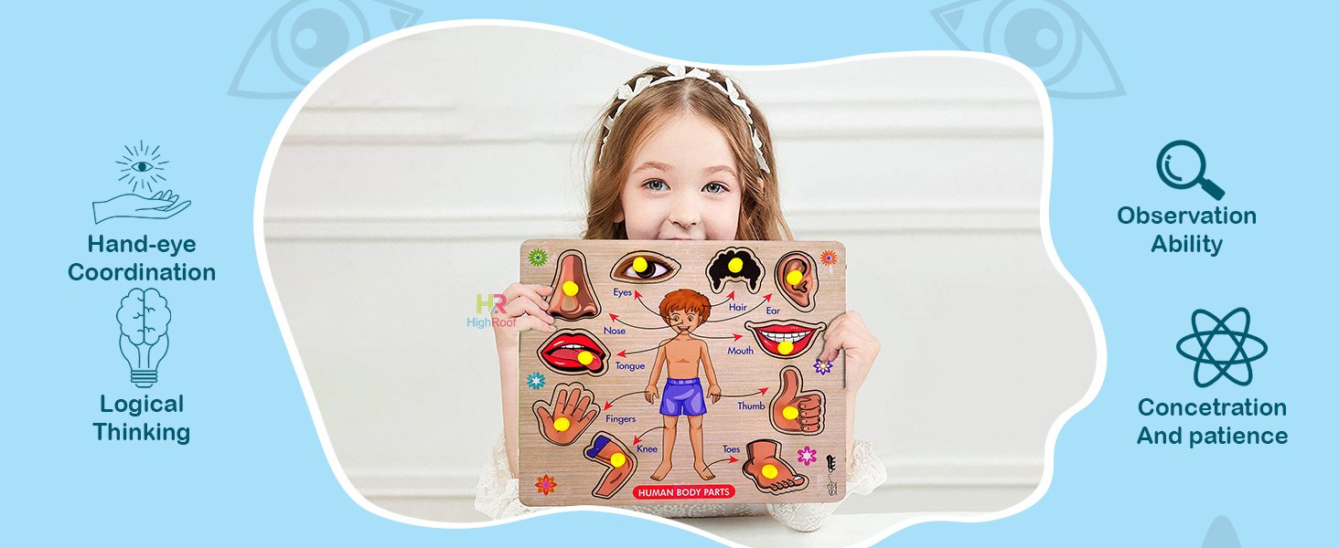 human body structure model