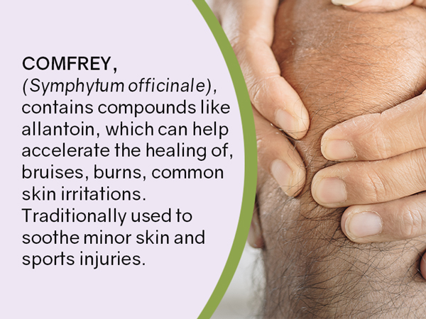 Epifany True Calendula Comfrey Herbal Salve 2oz comfrey uses and benefits