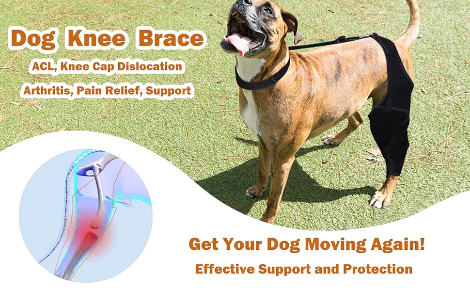 DGYAO Dog Knee Brace for ACL, Knee Cap Dislocation