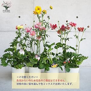 Amazon.co.jp: ラナンキュラス ラックス 色品種見計い 5～6号 2