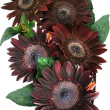 Chocolate sunflower seeds for planting growing gardening to plant sow sew