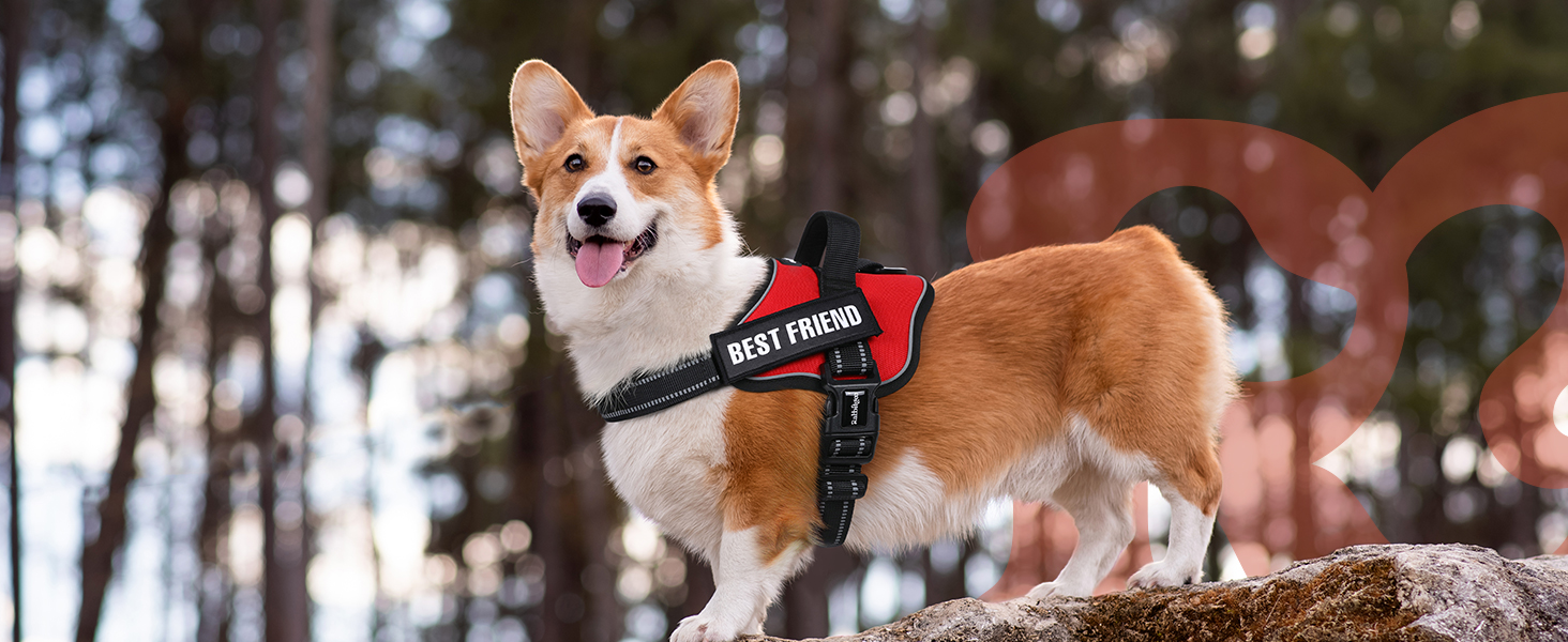 Dog Harness