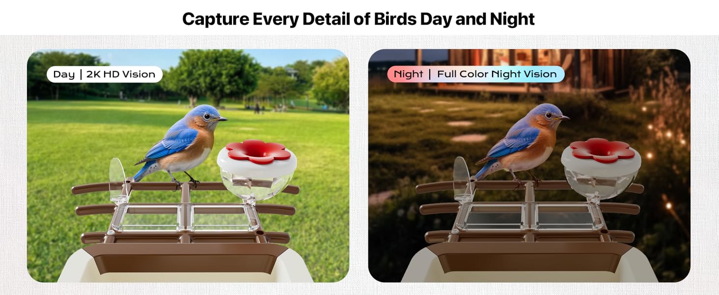 bird feeder camera