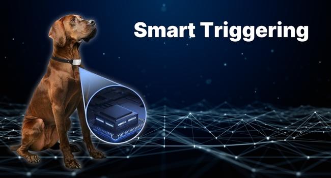 dog collar, dog collars, dog shock collar, dog barking deterrent devices, small dog collar,