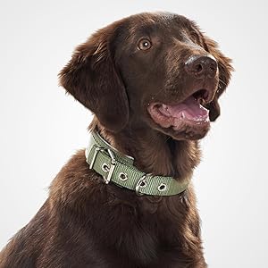 HUNTER Flat Coated Retriever mit reflektierendem Neopren-Hundehalsband