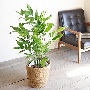 チャメヤシ  チャメドレア  5株  耐陰性高い   観音竹 41tCm+GjeDL._AC_UL210_SR210,