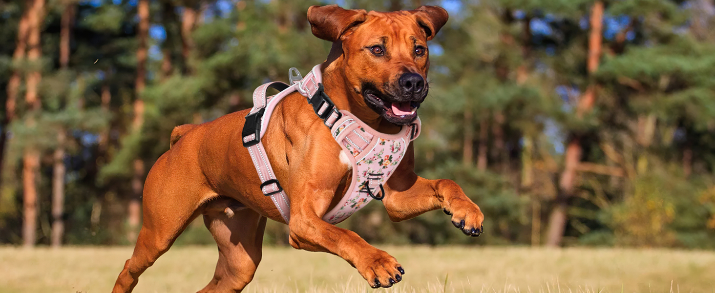 dog harness for medium dog