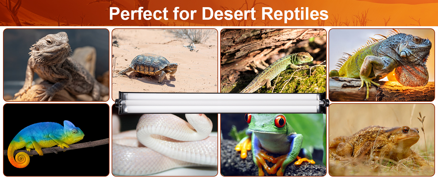 PERFECT FOR DESERT REPTILES