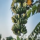 banana tree