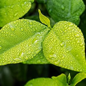 Plant mist sprayer