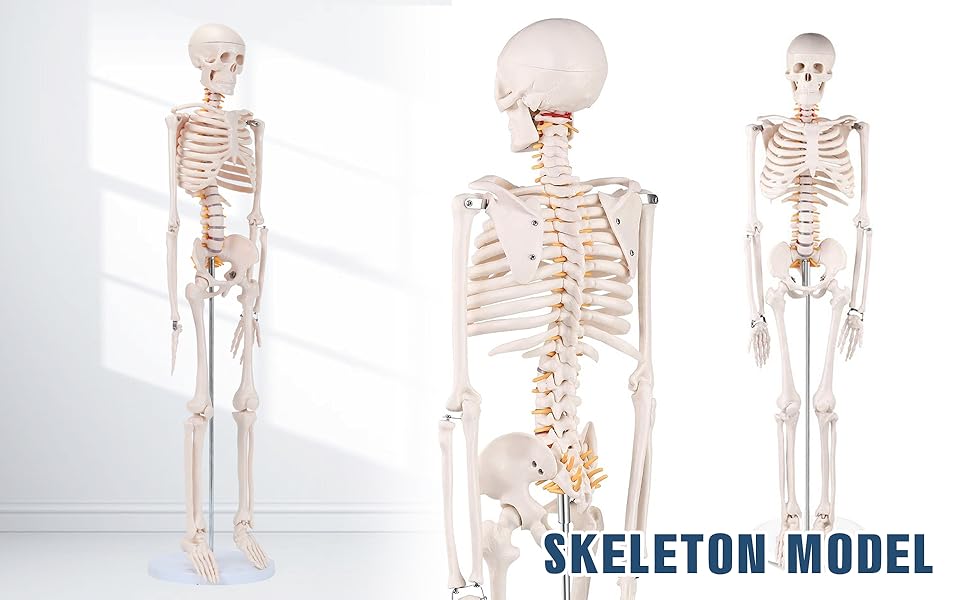 Winyousk Mini Human Skeleton Model with Base, Half Life Size Skeleton