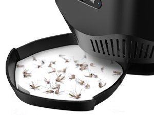 fly trap indoor housefly